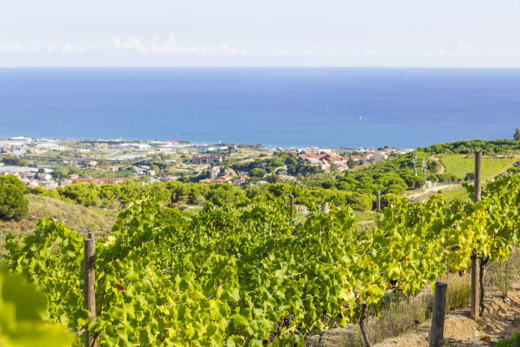 Vineyards of the Alella wine region in the vicinity of Barcelona on the Mediterranean Sea