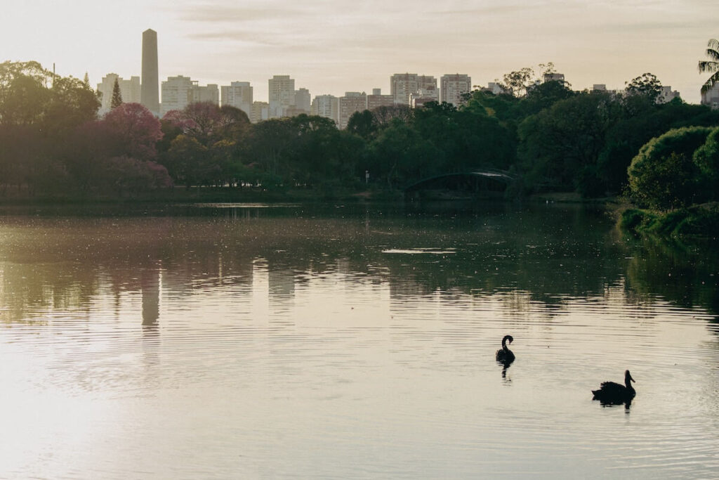 swans in ibirapuera pond