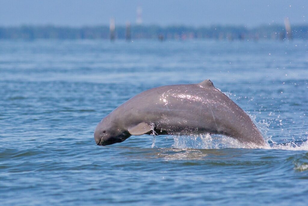 Irrawaddy dolphin mid jump