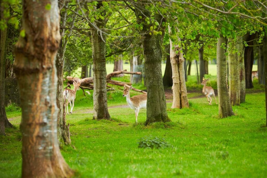 a herd of wild deer roam and graze in Phoenix Park, Dublin, Ireland