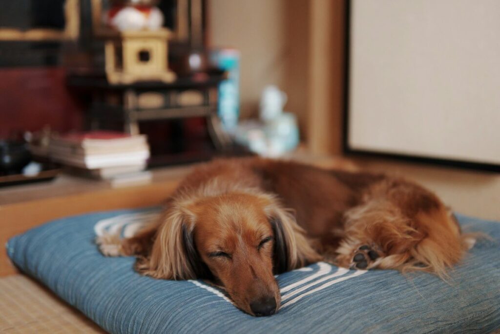 dog sleeping in a Zabuton cushion