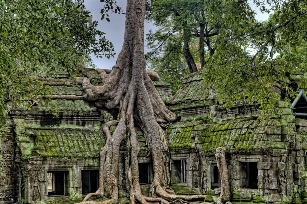 Tree growing from temple ruin