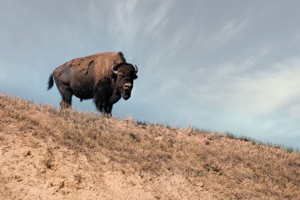Bison stands on brown hill under blue sky