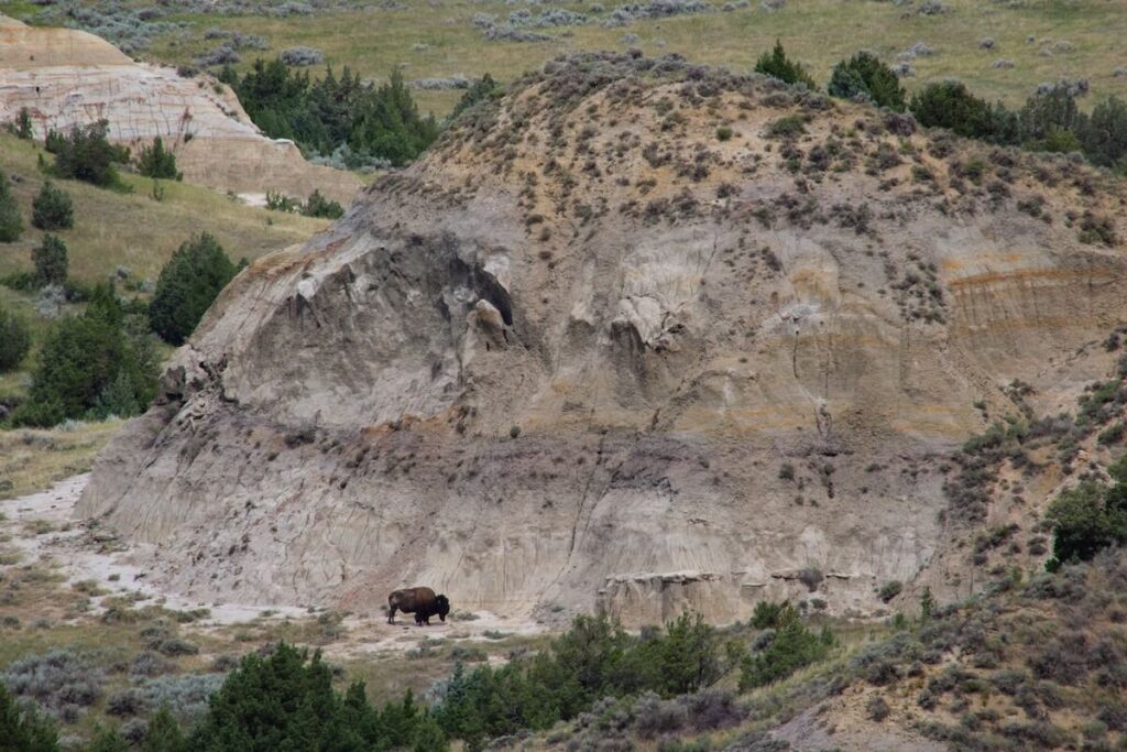 Bison against rock outcropping in green field