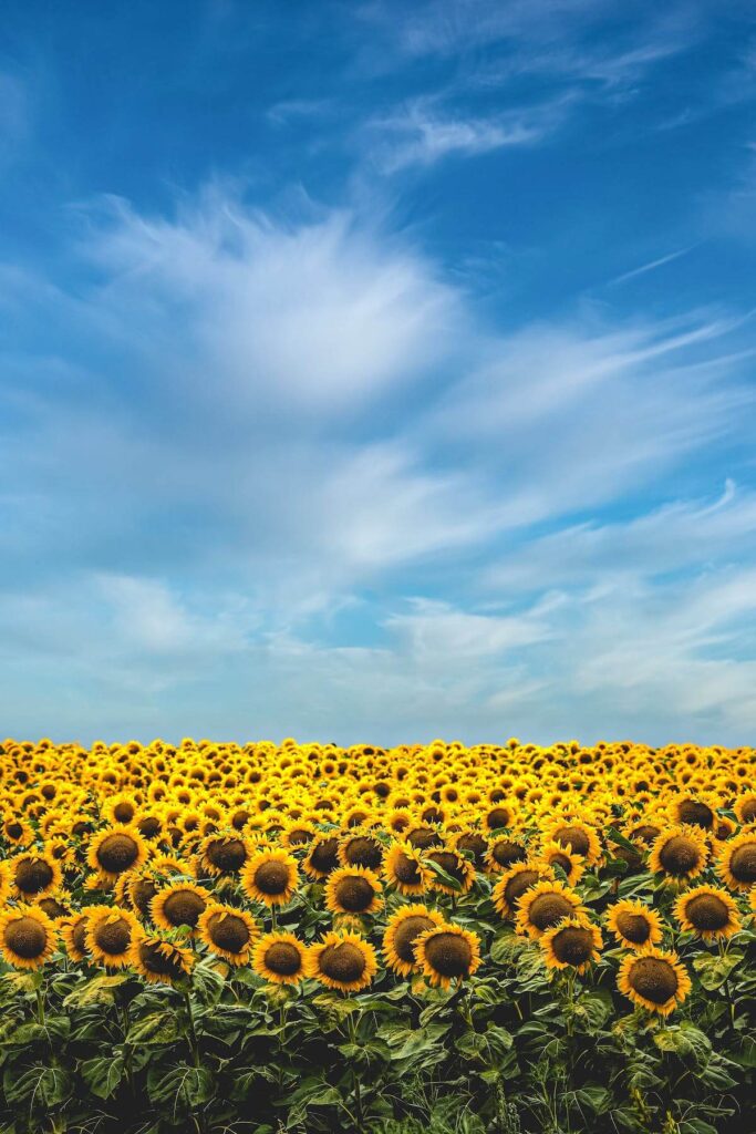 Yellow sunflower field under blue sky