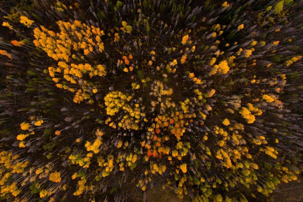 Aerial view of green yellow trees in Buena Vista