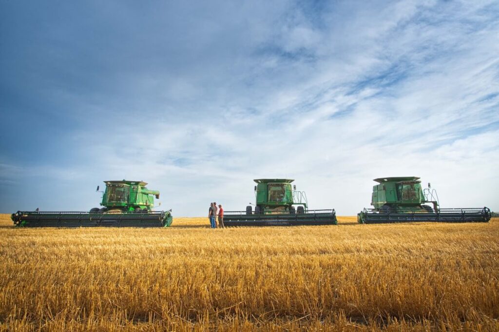 Three green combines in wheat field
