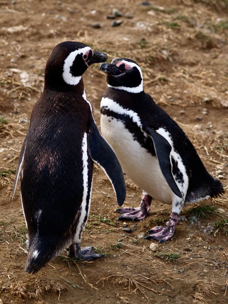 two penguins in Magdalena Island