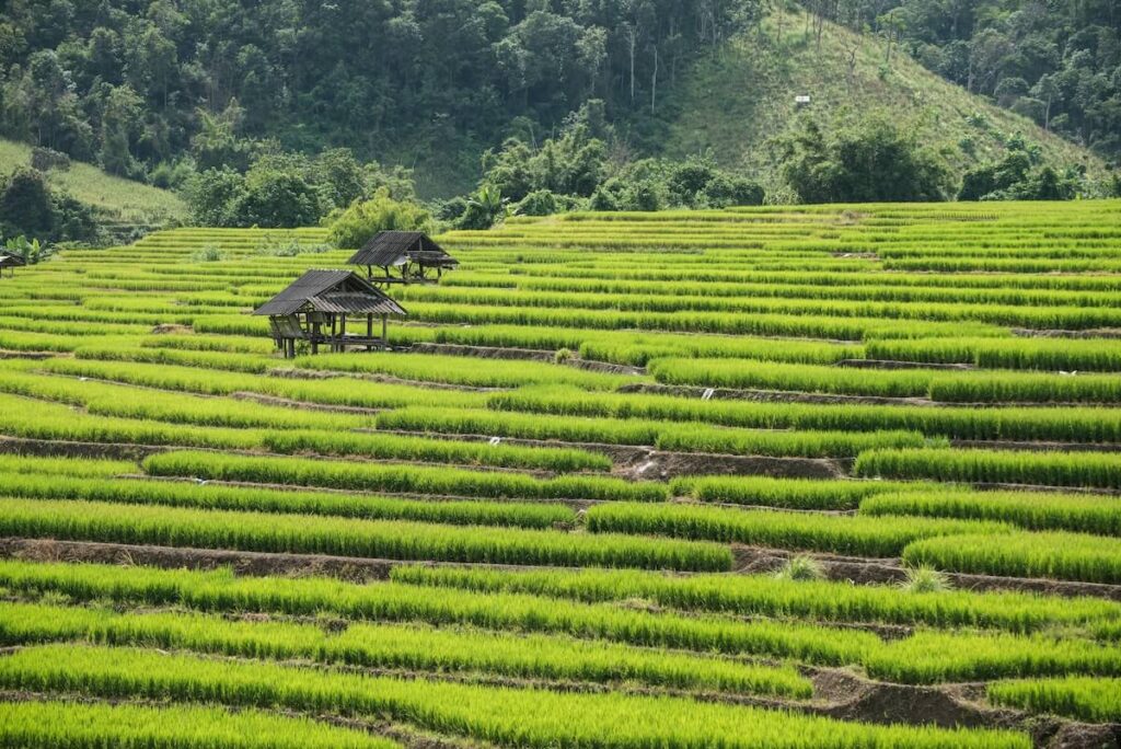 rice terraces in Chiang Mai