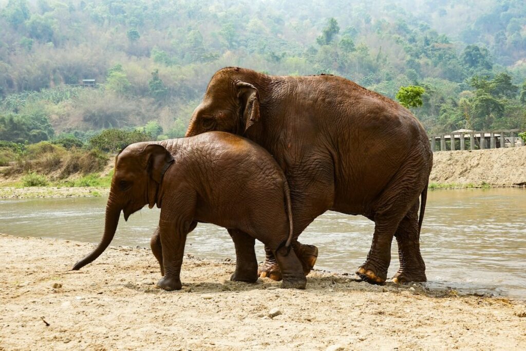 elephants in Chiang Mai
