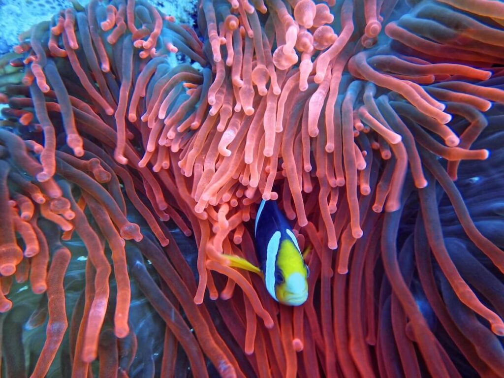 marine life in Indonesia