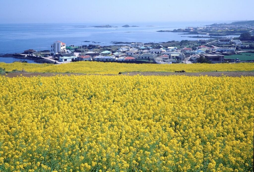 yellow flower fields with panoramic view of Jeju coast