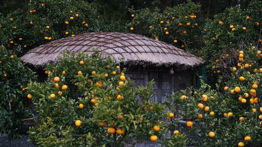 thatched roof house in Jeju, surrounded by tangerine trees