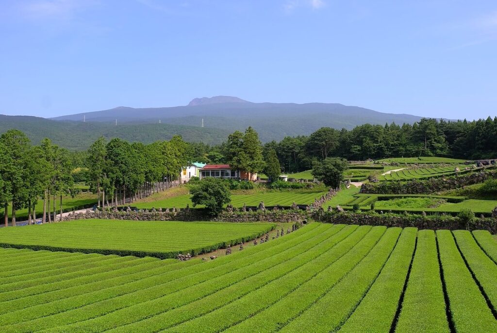 Osulloc tea plantation in Jeju