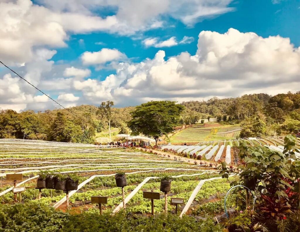 farmland in Davao City