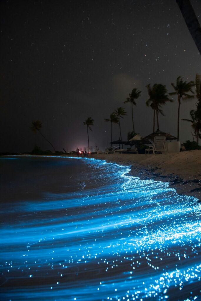 bioluminescence phenomenon in the Maldives