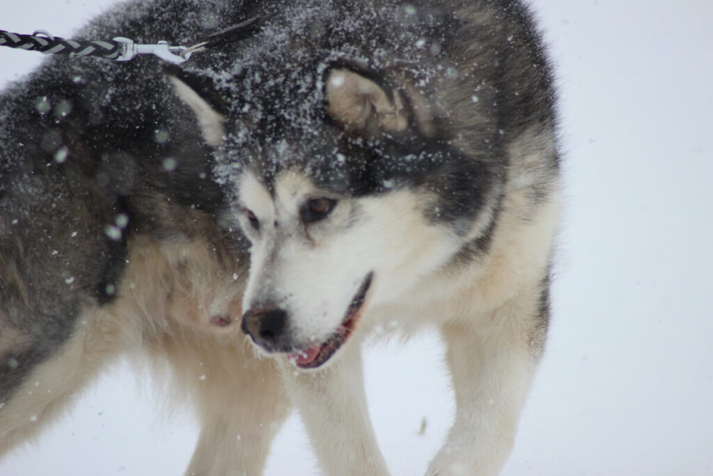 closeup of Alaskan Malamute