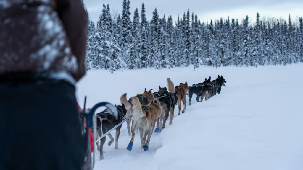 dog sled in Alaska winter