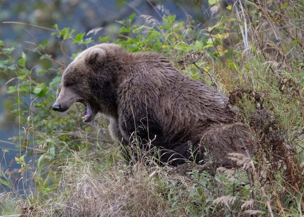 Kodiak bear yawning