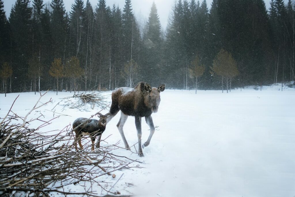 wild moose roaming in Alaska