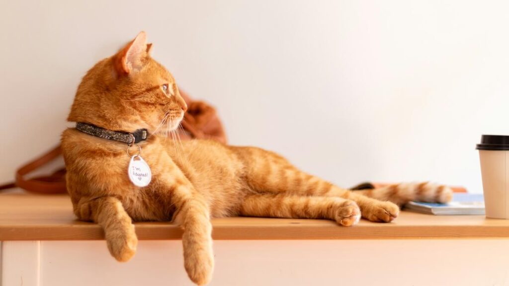cat on counter with coffee cup