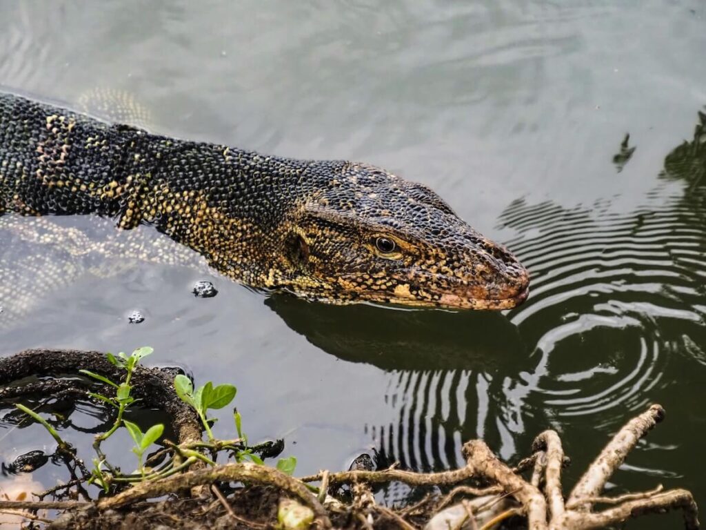 Closeup of Asian water monitor lizard in Lumphini Park