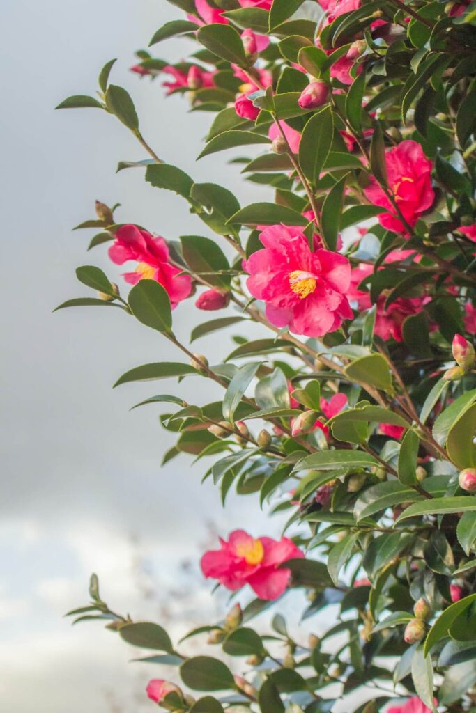closeup of Camellia shrub and flowers