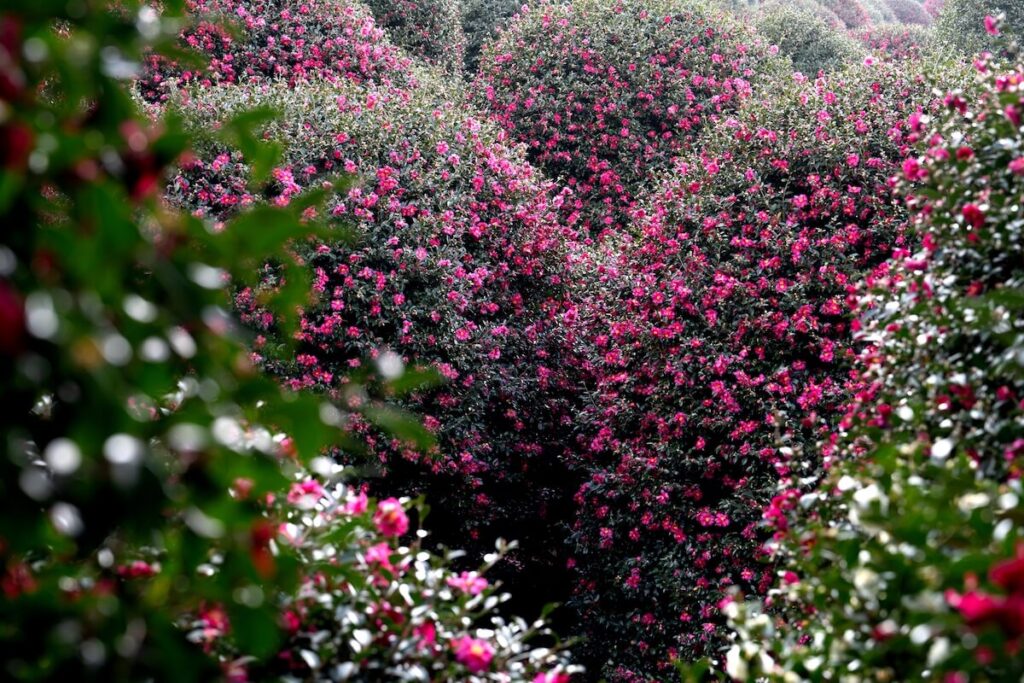 closeup of flowering shrubs in jeju