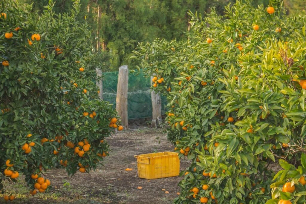hallabong farm in Jeju