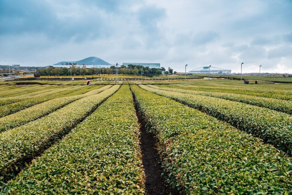Osulloc's tea field in Jeju