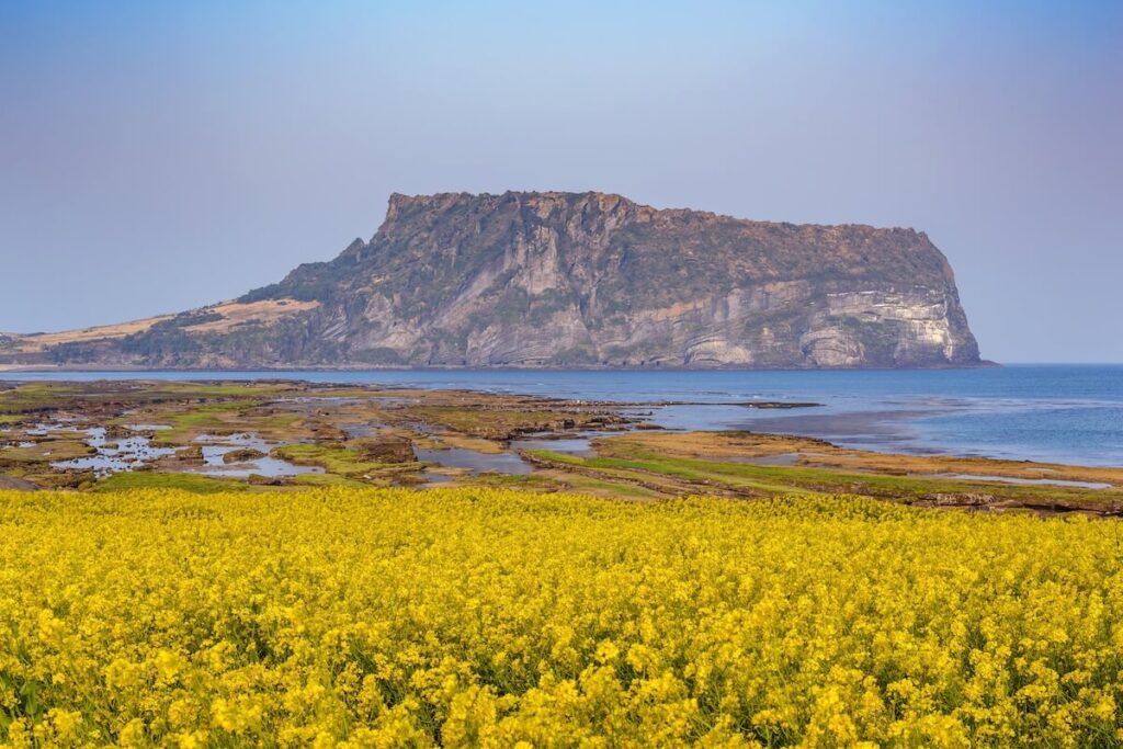 Seongsan Ilchulbong as seen from a canola field