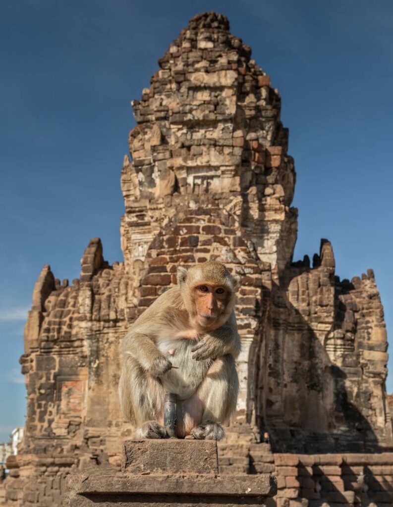 monkey with Lopburi temple in the background