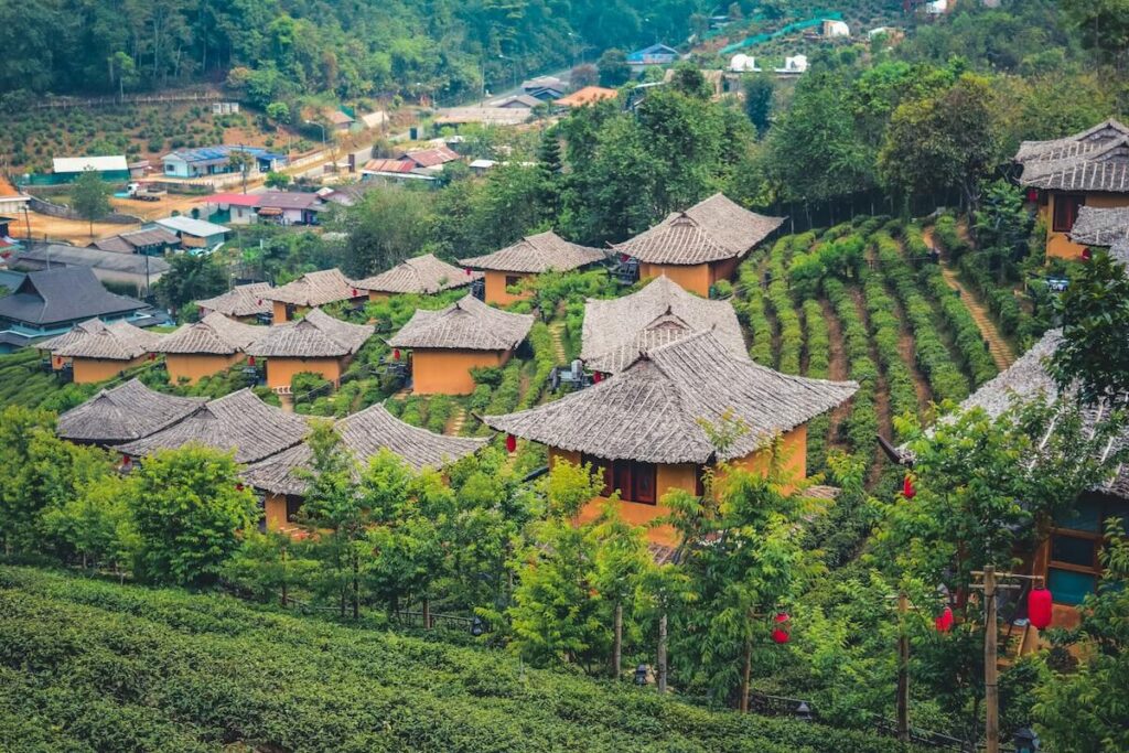 tea fields at Mae Hong Son