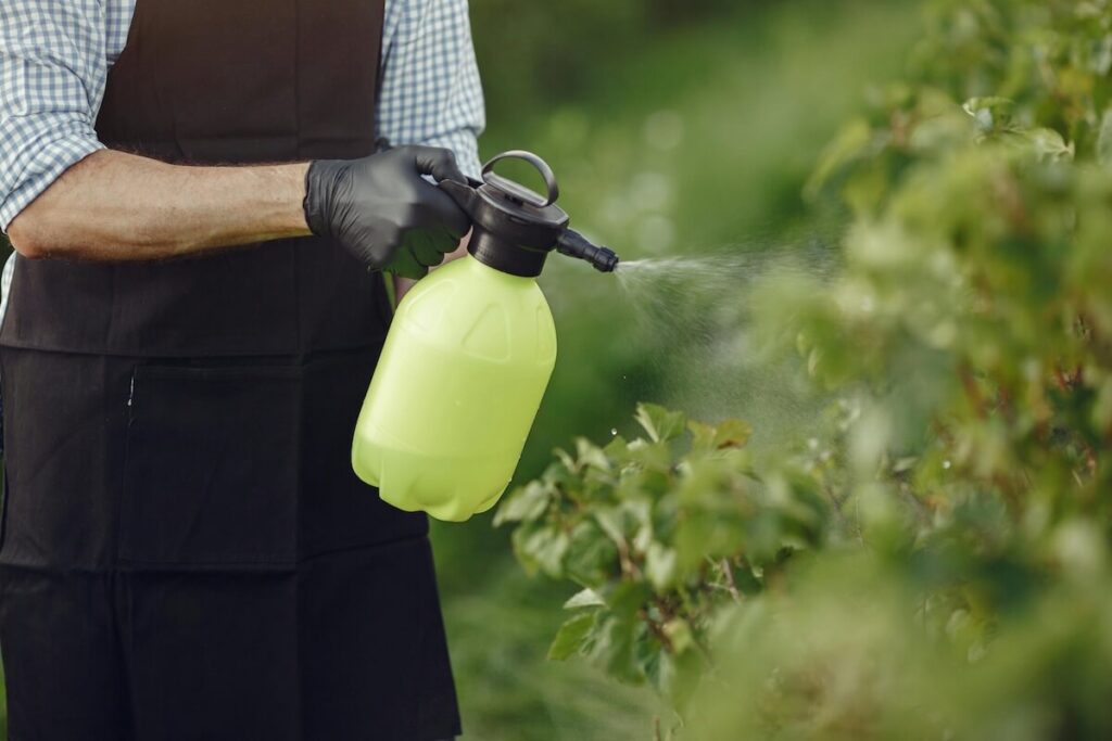 man spraying insecticide on plant