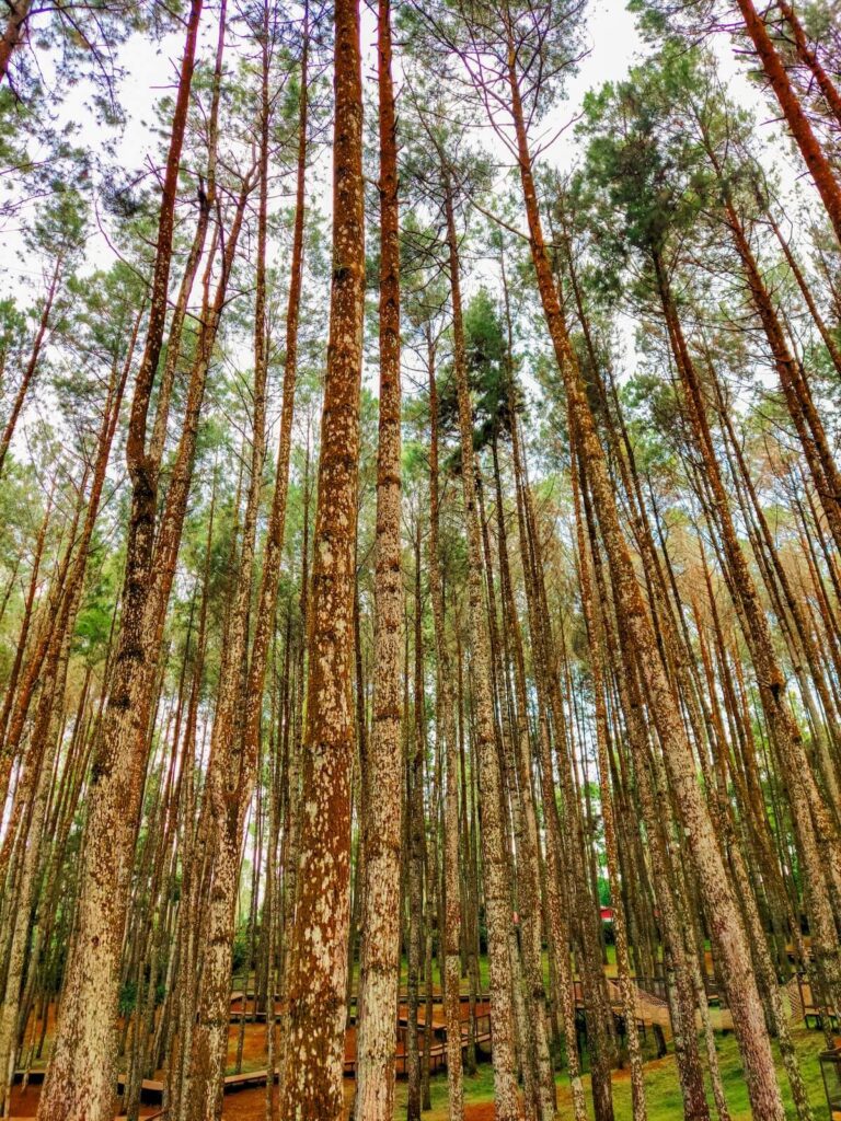 Pinus Pengger in Yogyakarta