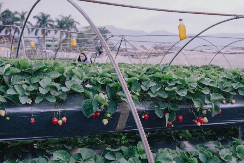 strawberry farm in Benguet