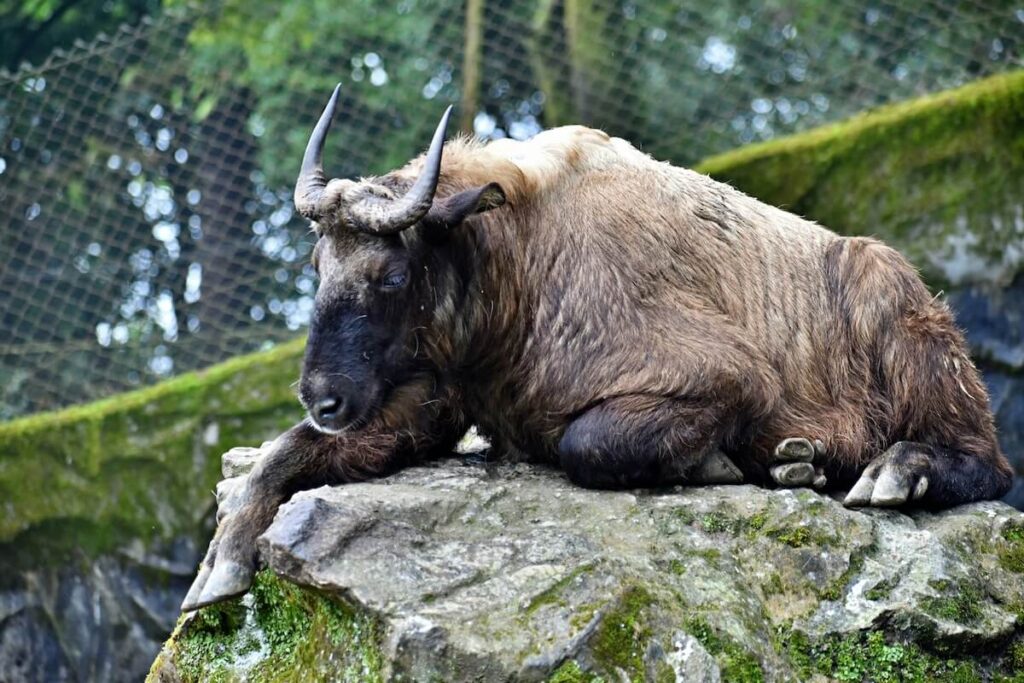 Bhutan takin in a zoo