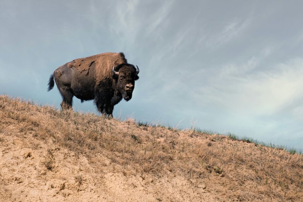 American bison kansas