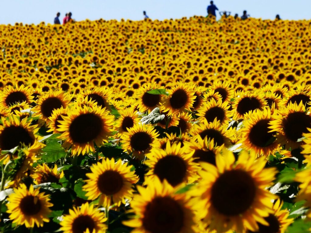 sunflower field in Kansas