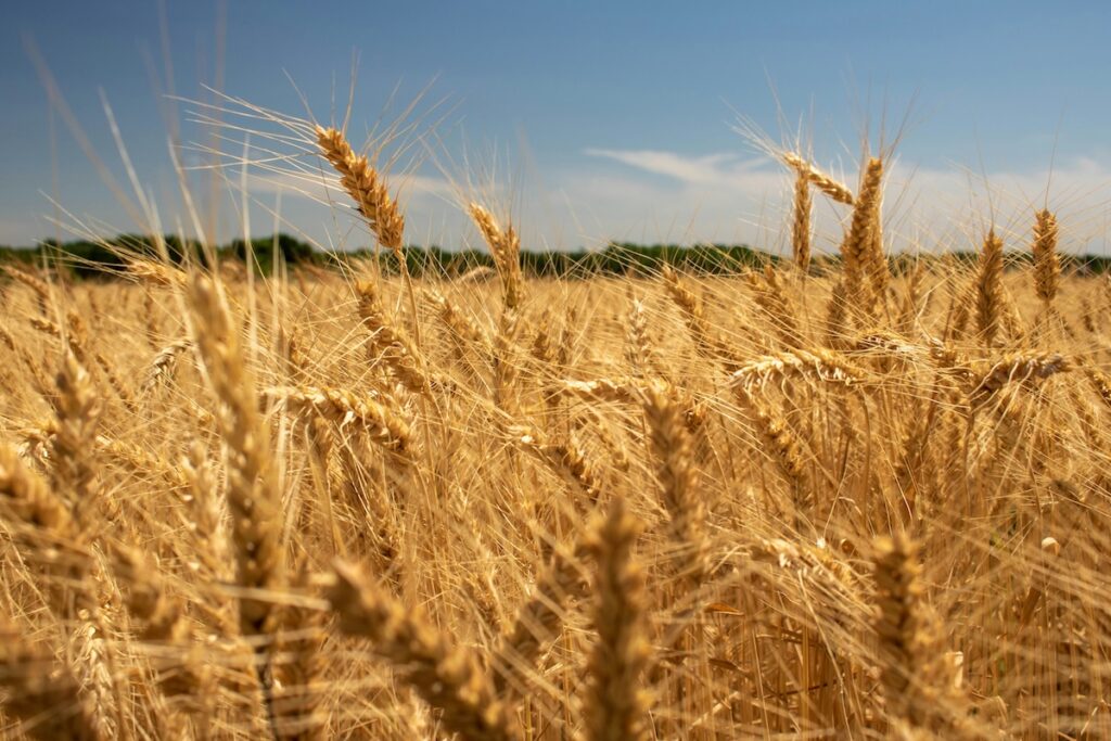 wheat field in Kansas