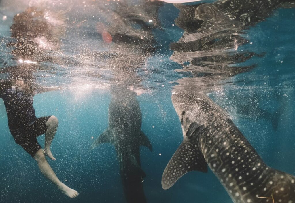 man swimming with whale sharks in Oslob, Cebu